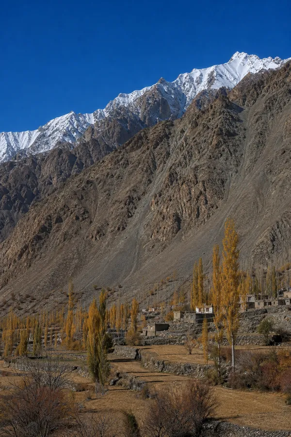 Golden poplars and stone-walled fields on the valley floor below the Karakoram